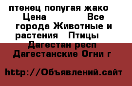 птенец попугая жако  › Цена ­ 60 000 - Все города Животные и растения » Птицы   . Дагестан респ.,Дагестанские Огни г.